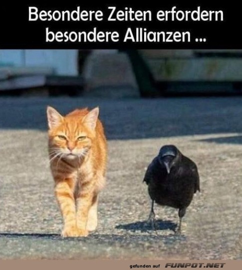 Katzen-Kr�hen-Kooperation 2.0