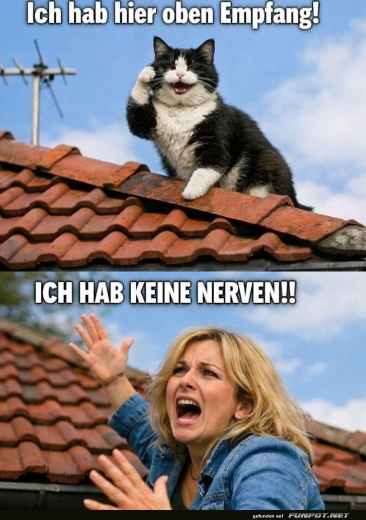 Katzen-Mobilfunk: Empfang auf dem Dach!