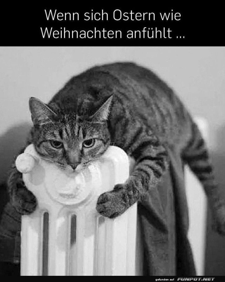 Katzen-Abenteuer: Heizk�rperkuscheln!