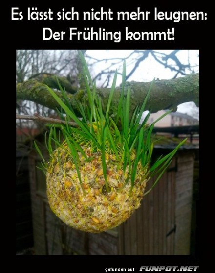 Fr�hlings-Pflanzen-H�ngelampe!