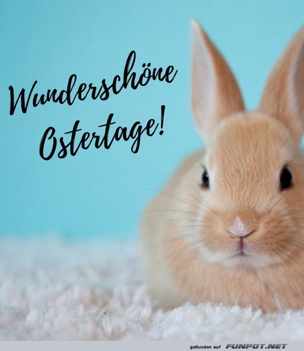 Hopplahopp: Frohe Ostern, flauschig serviert!