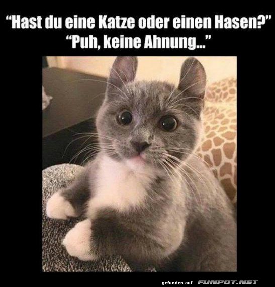 Katzenhasen: Neue Haustier-R�tsel gel�st!