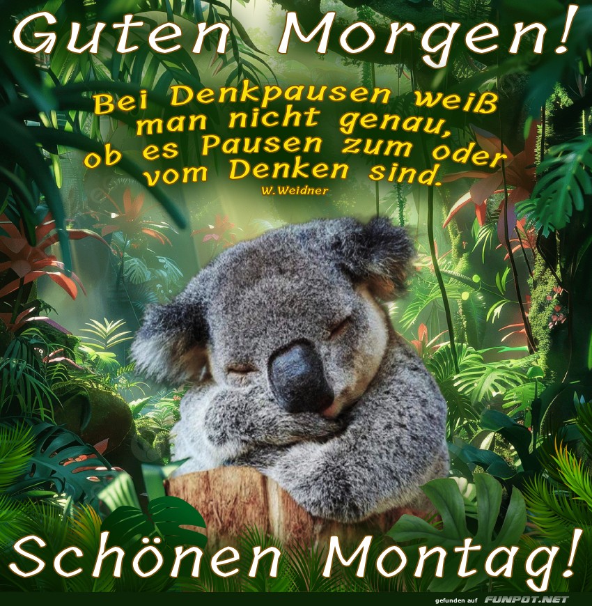 Koalafizieren f�r den Montag!