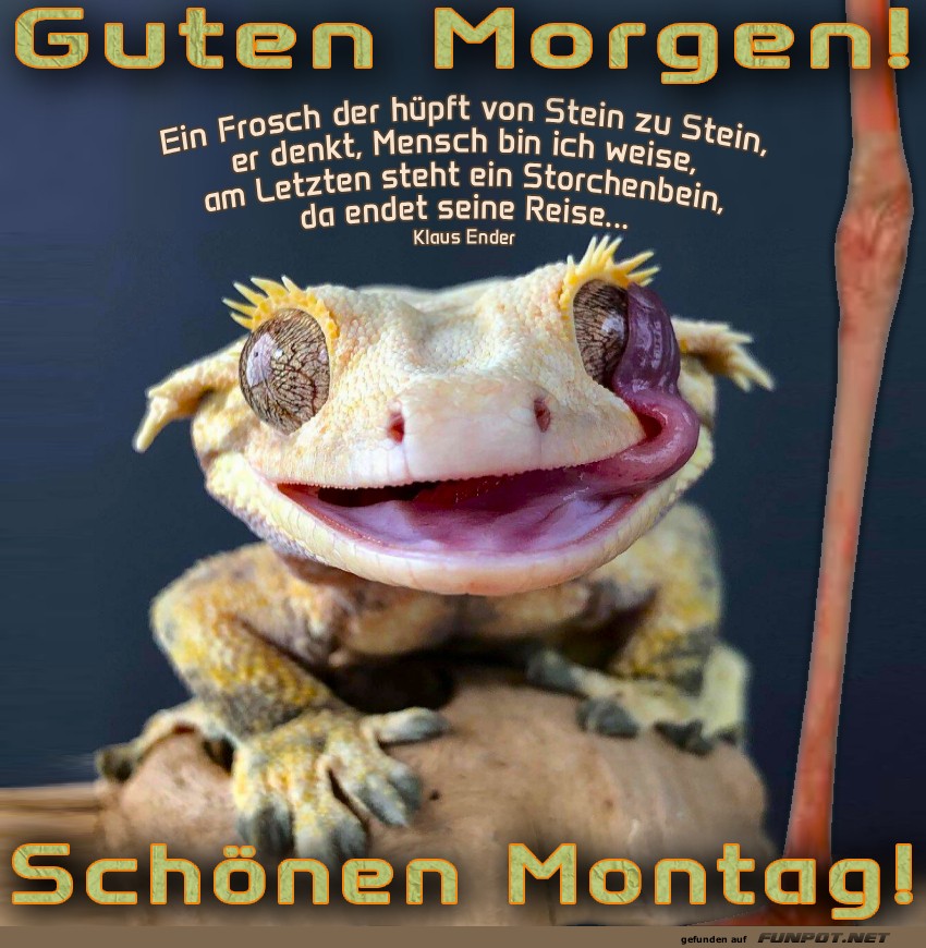 Der grinsende Gecko-Weckruf