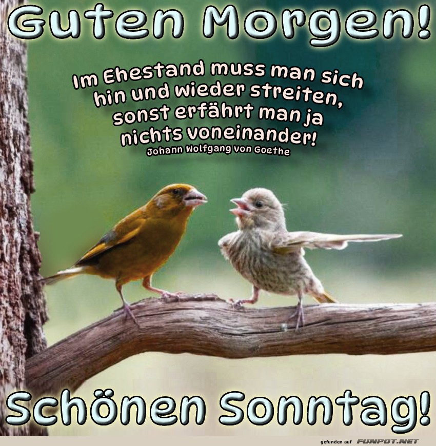 Vogelhochzeit: Sonntagsedition!