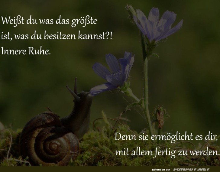 Die innere Ruhe der Schnecke