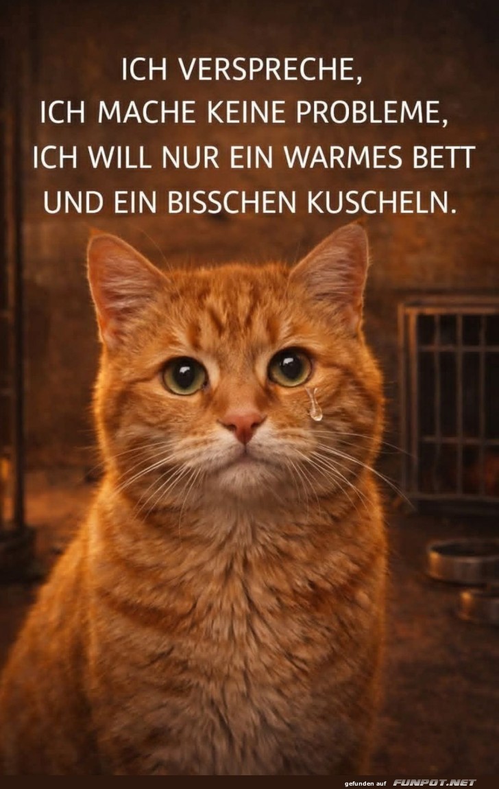 Kuschelkatze sucht Bettgelegenheit!