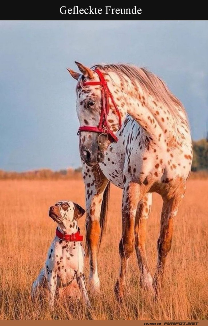 Fleckenpower im Doppelpack!