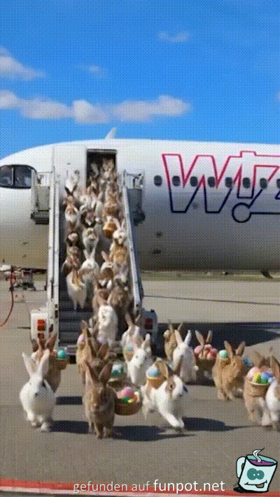 Die Hasen sind angekommen