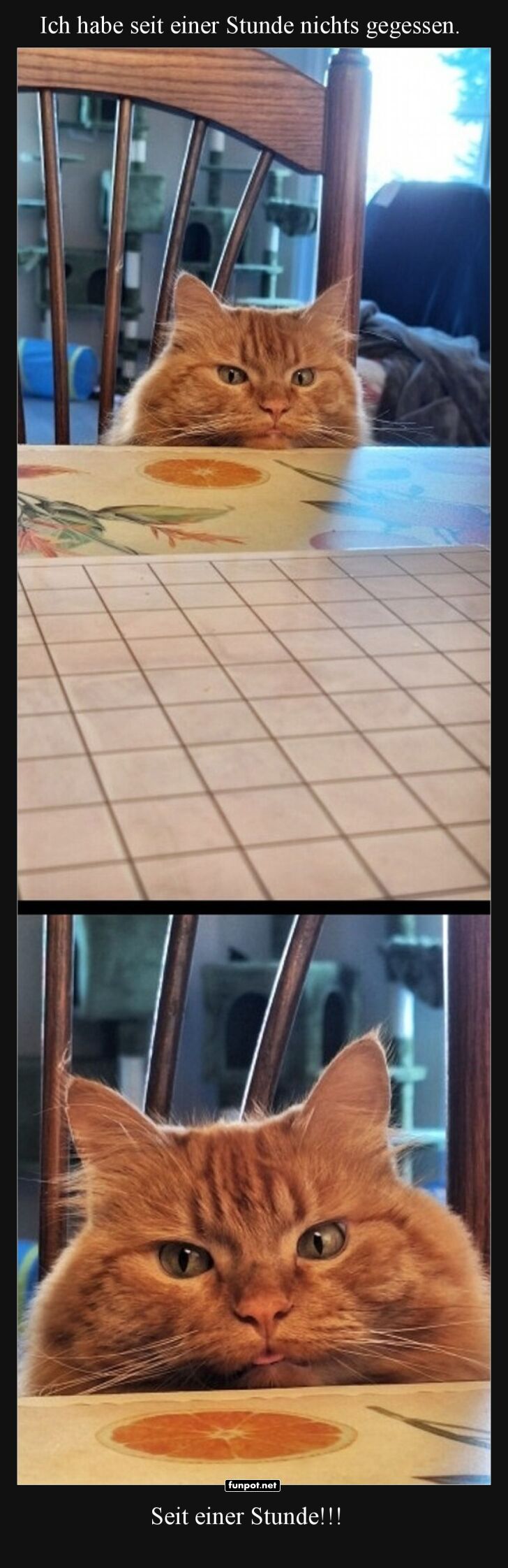 Wenn Katzen Drama machen: Futterkrise!