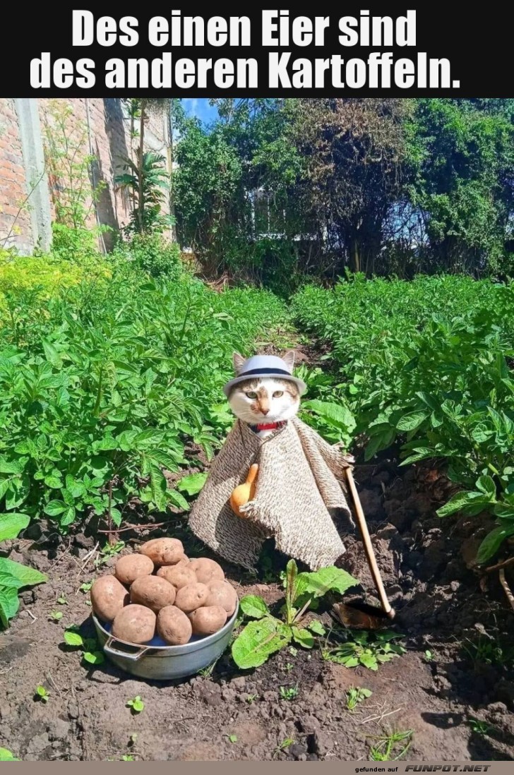Kartoffel-Kult: Eier oder nicht Eier?