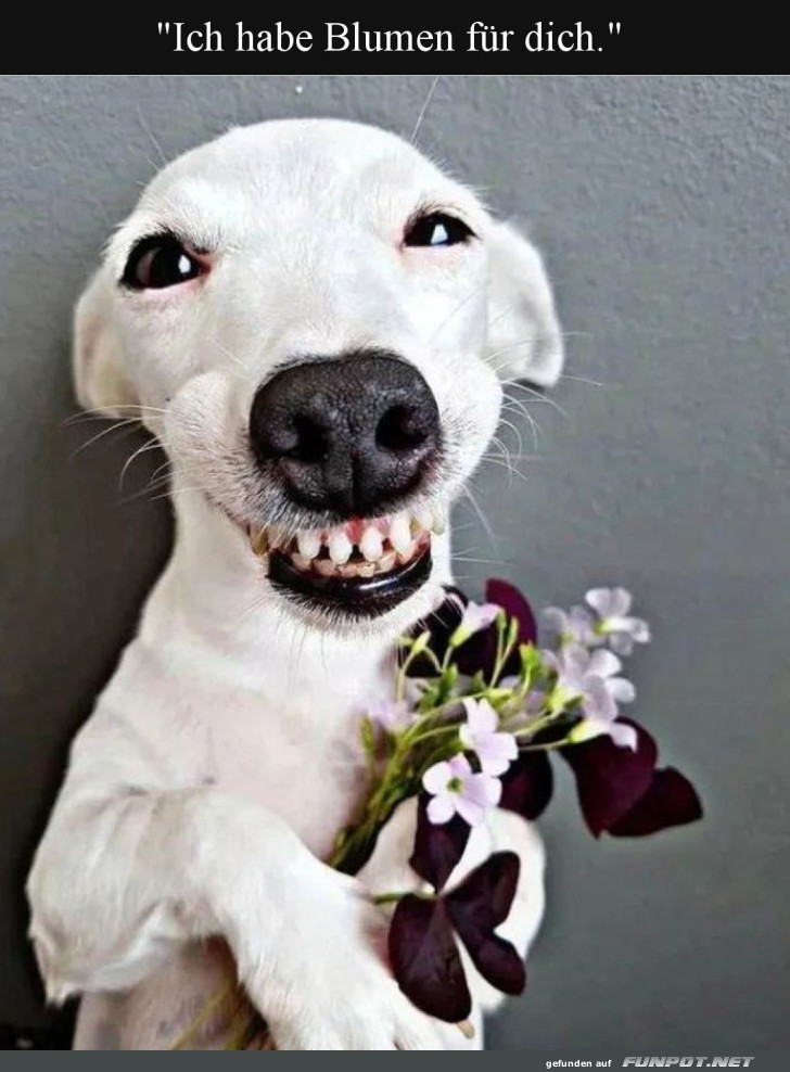 Blumiger Hunde-Lieferservice