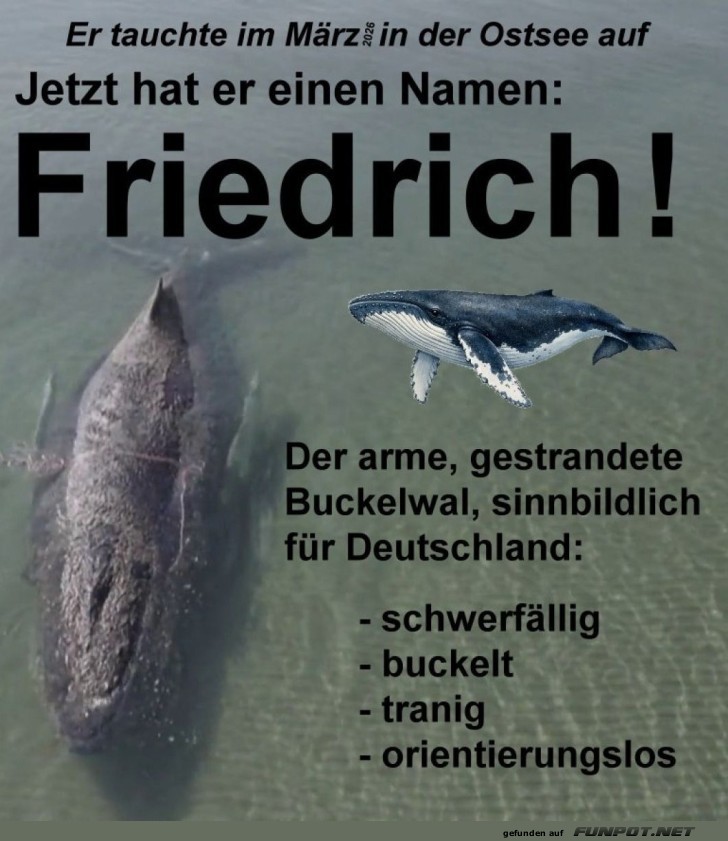Ostsee-Wal Friedrich: Eine schwere Ikone!