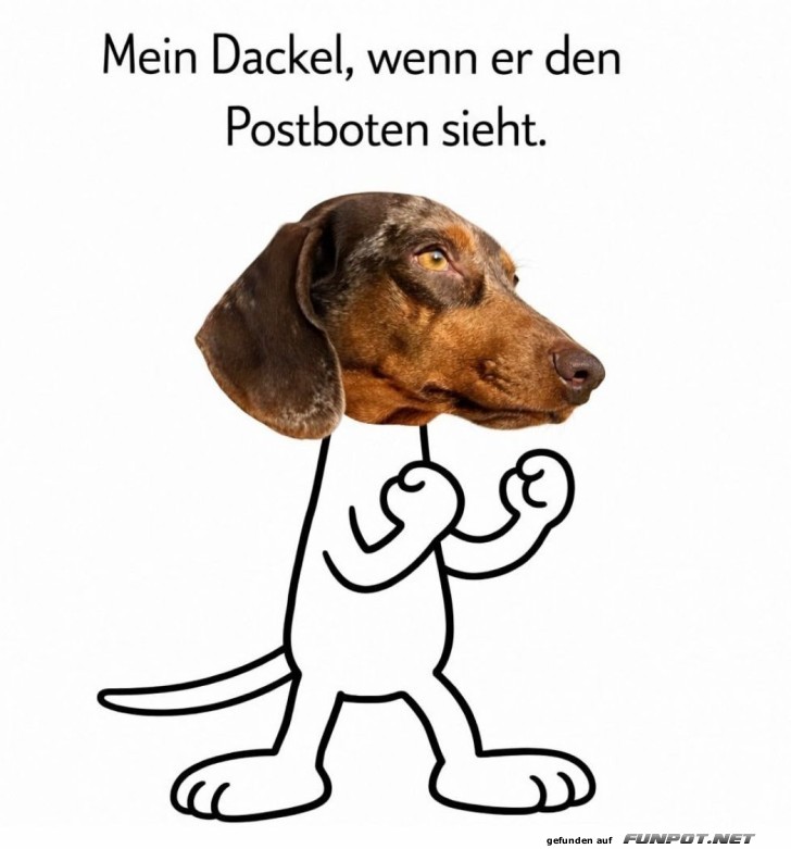 Der Dackel im Rocky-Modus