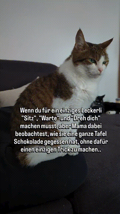 Katze findet das ungerecht