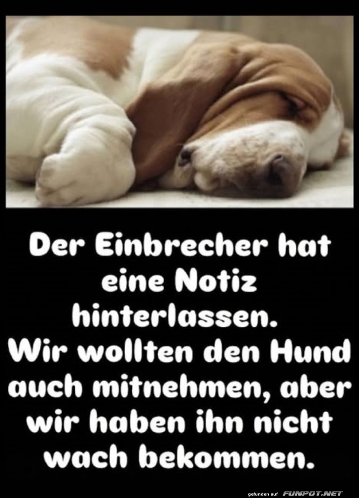 Schlafexperte auf vier Pfoten