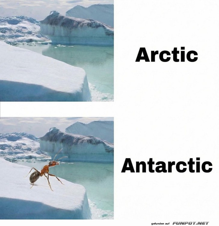 Wo die Anten auf Antarktis treffen