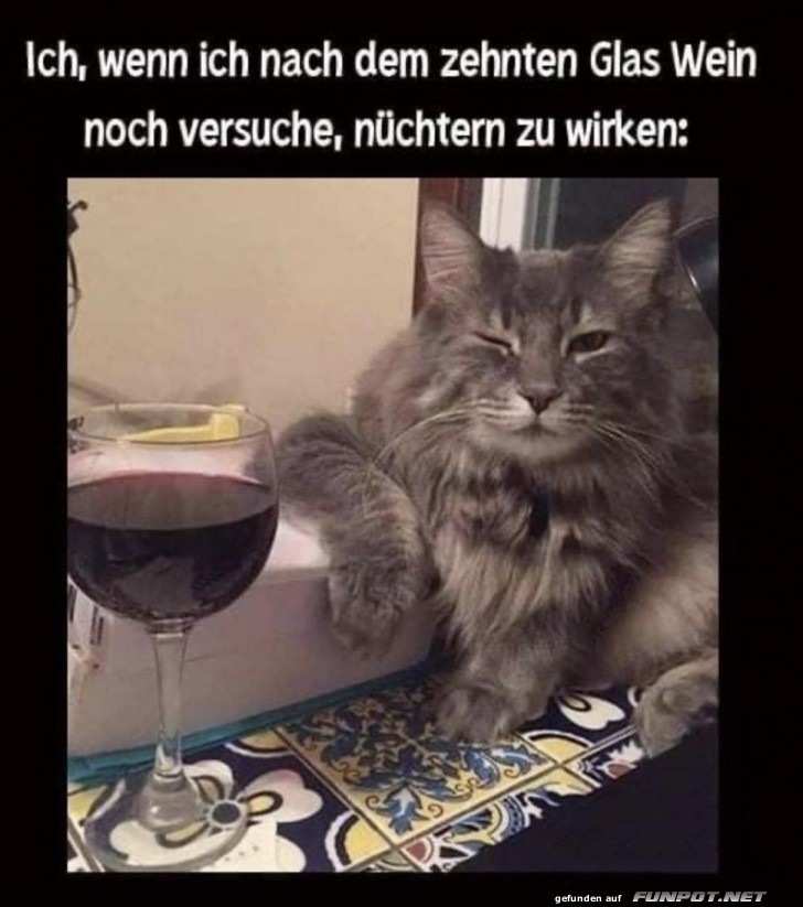 Kater mit Kater-Sympathie