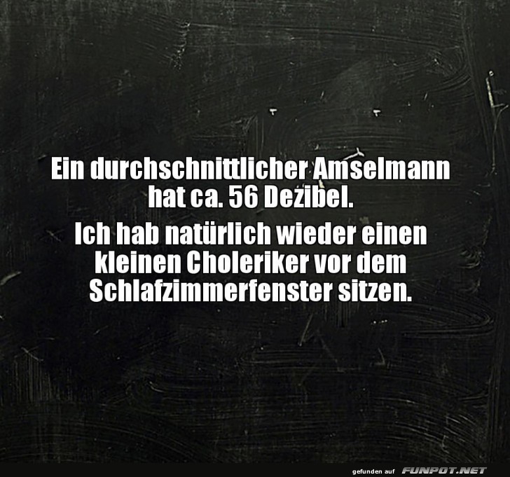 Amselm�nner und ihr Morgenkonzert