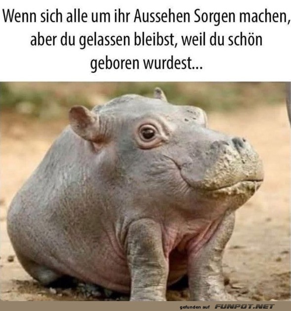 Die Coolness des Nilpferds