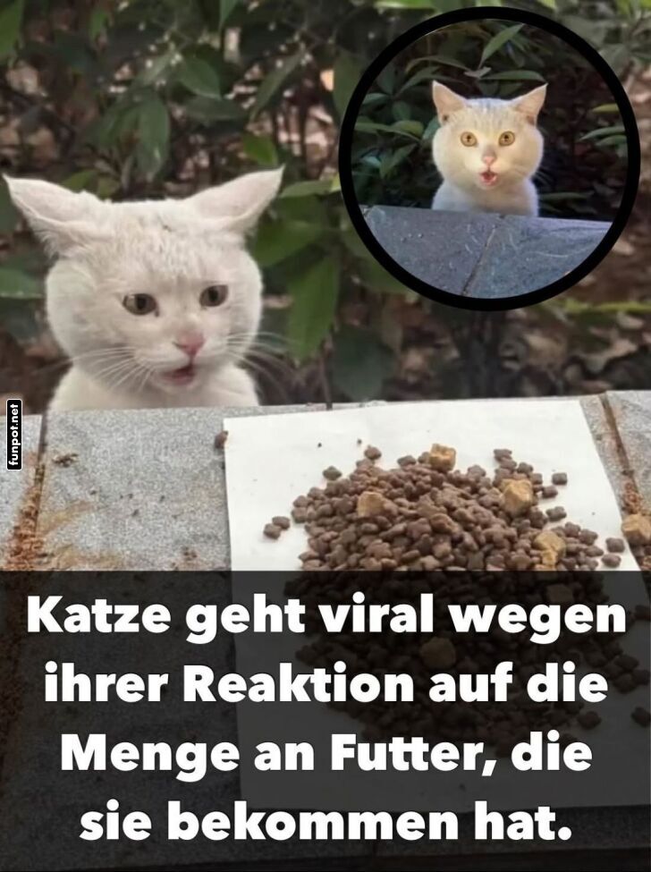 Katzen-Frust oder Essenslust?