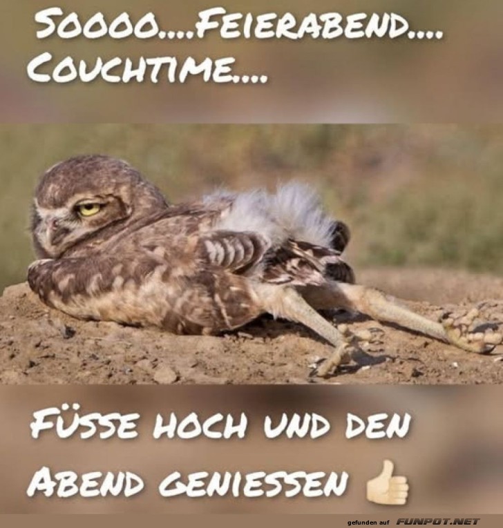 Eule im Feierabendmodus: Einfach mal abh�ngen!