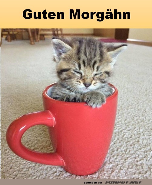 Sehr m�des K�tzchen