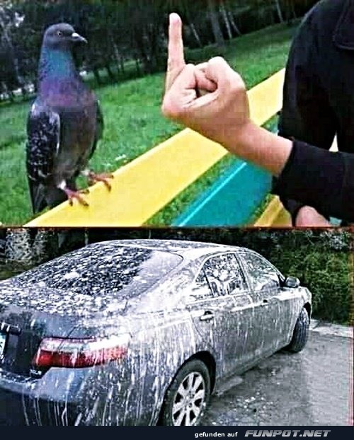 Taube hat sich gerächt
