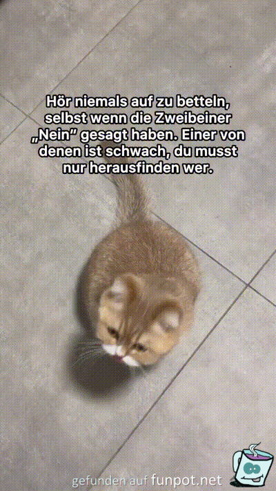 Rat einer Katze Rat einer Katze