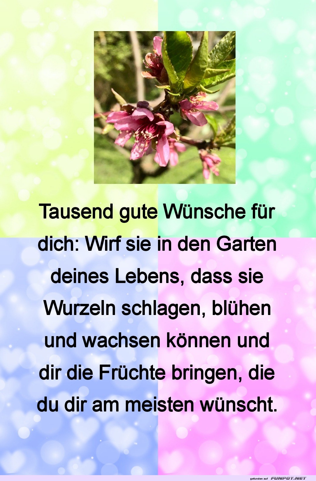 Tausend gute w�nsche f�r dich