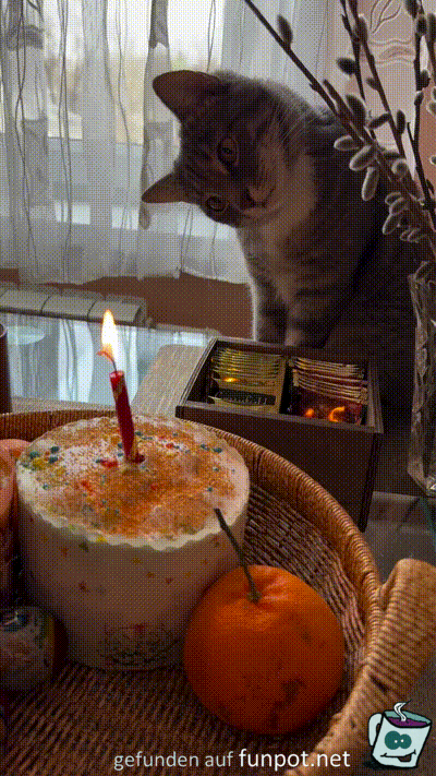Katze will die Kerze ausmachen