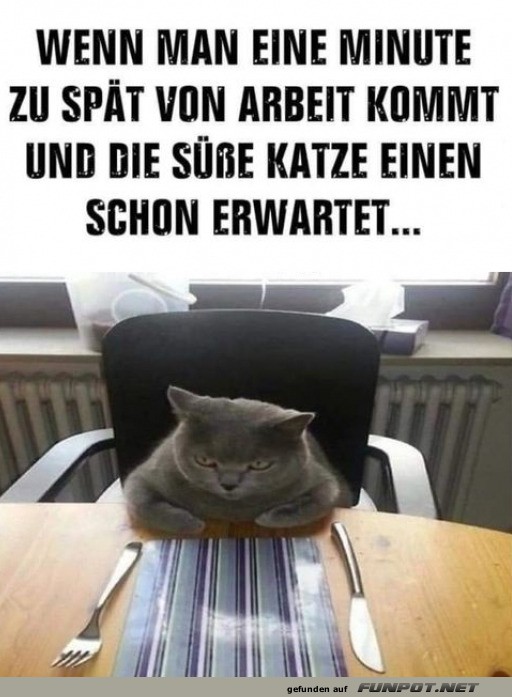 Katzenchef am Tisch!
