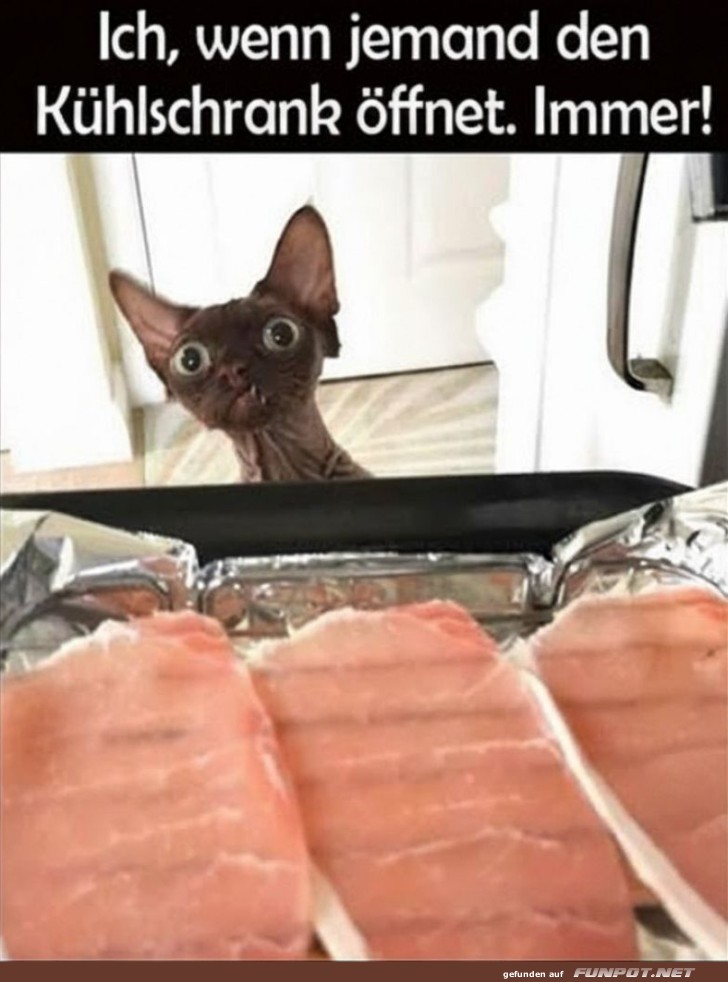 Neugieriger K�hlschrank-Kontrolleur!