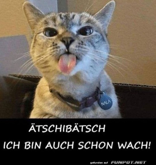 Wenn die Katze vor dir aufsteht!