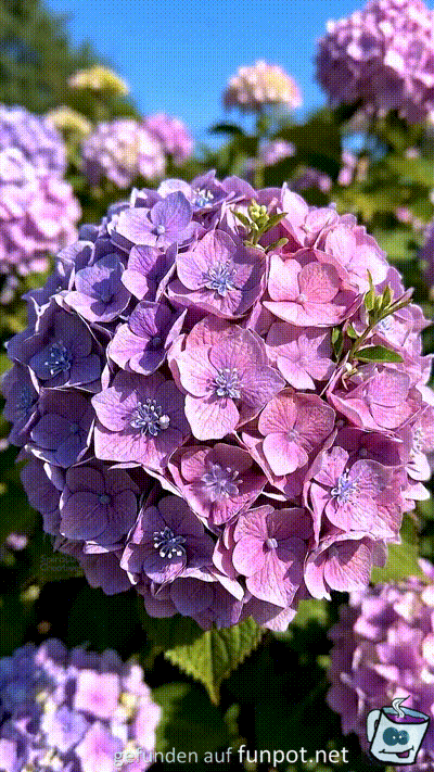 Kätzchen-Hortensie Kätzchen-Hortensie