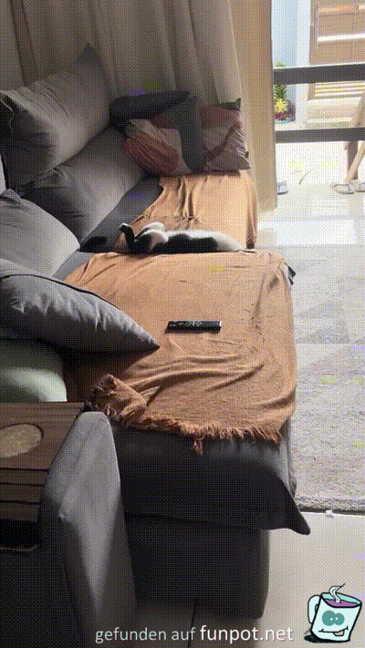 Sehr entspannte Katze Sehr entspannte Katze