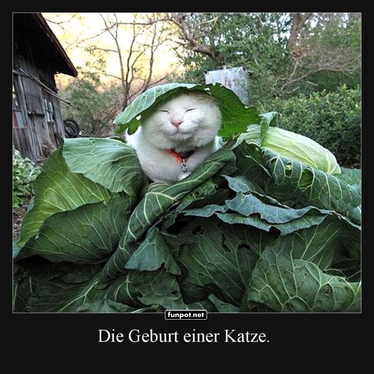 Wenn Katzen aus Kohlsprossen wachsen