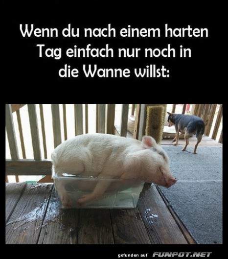 Schwein gehabt: Wannentraum erf�llt!