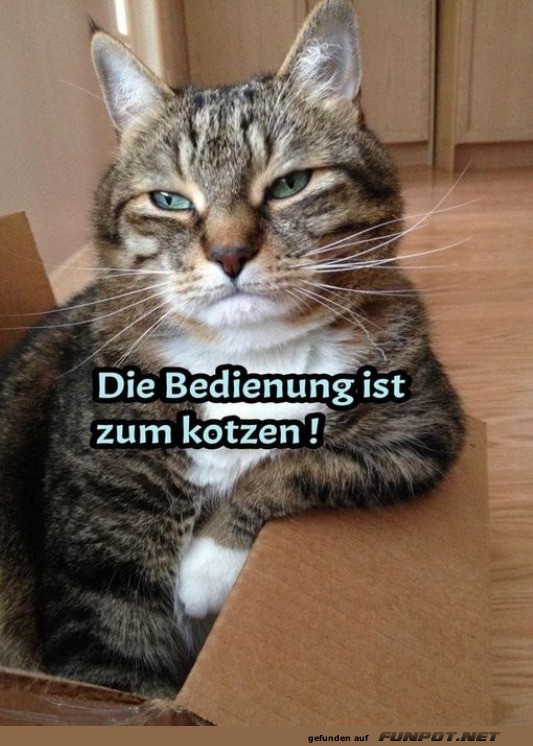 Katzenkritiker ist unbeeindruckt!