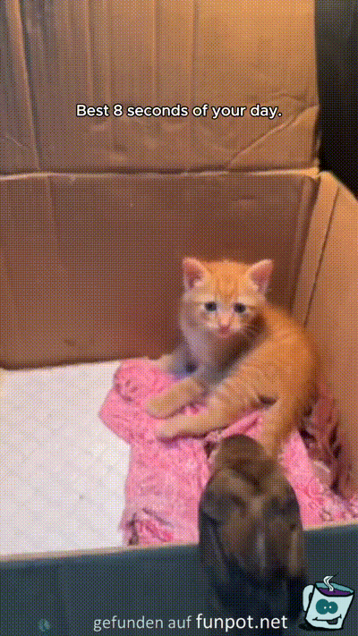 K�tzchen und Vogel