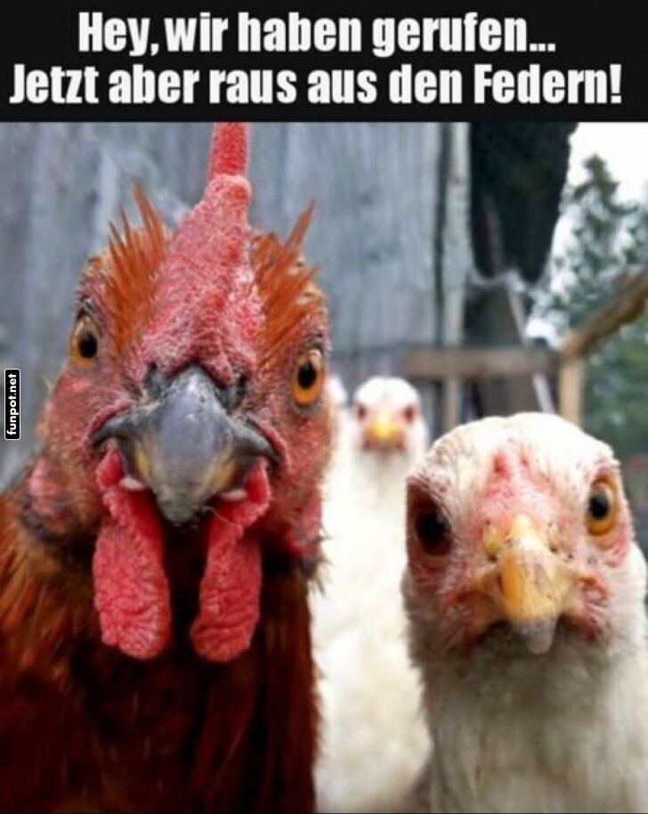 Kikeriki-Karate-Team startet durch!