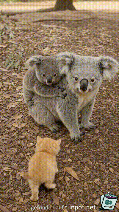 Koalas mit ihrer Katze