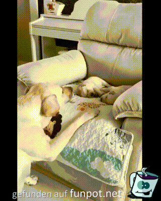 Liebevolle Hunde-Mama