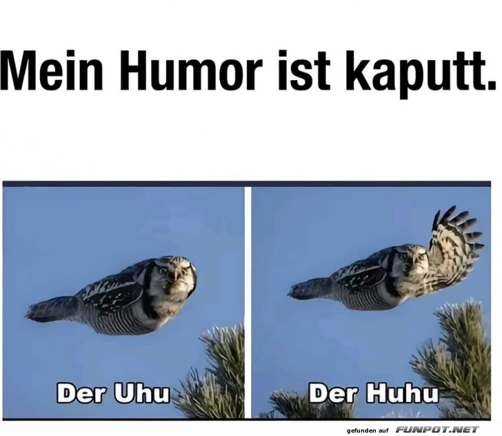 Flug der lauten Eule