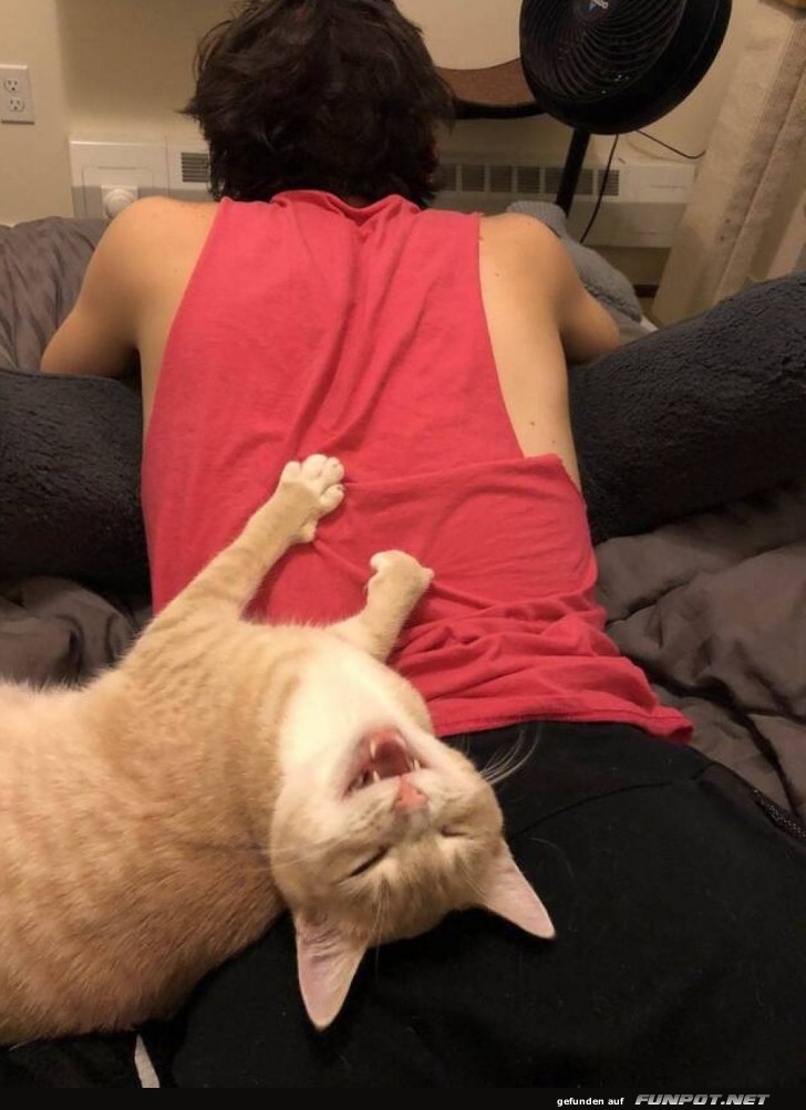 Katzen-Yoga: F�r Menschen unbequem, f�r Katzen perfekt!