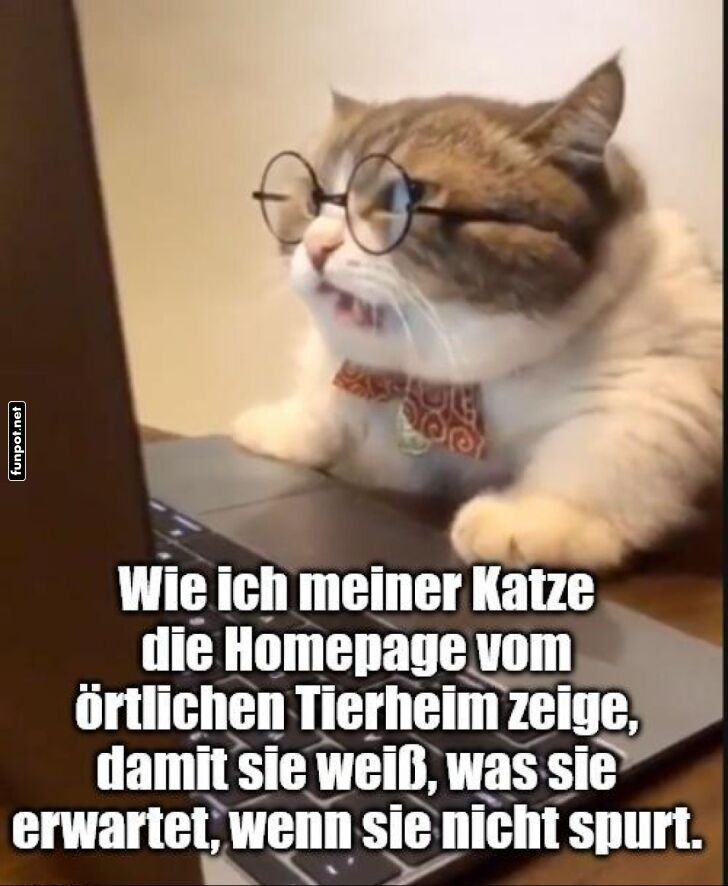 Witzige Katzen-Erziehungs-Strategien