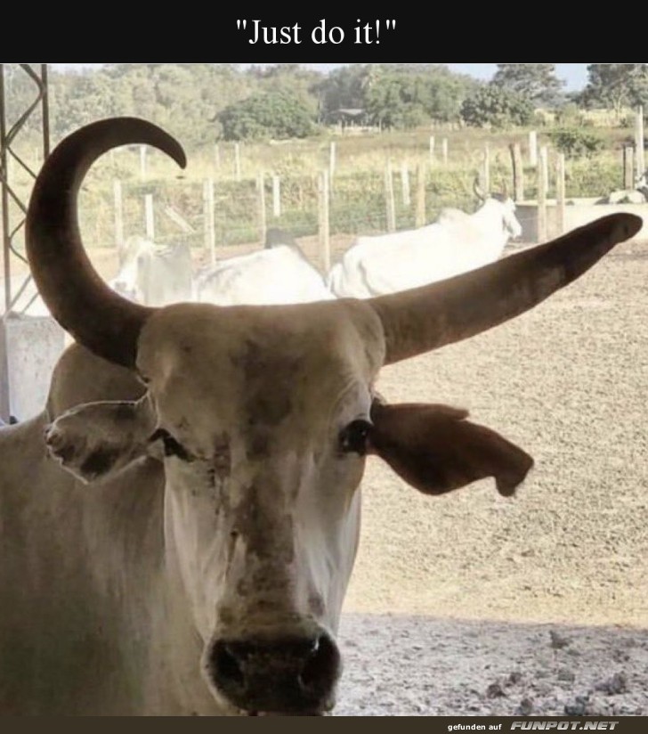 Motivierte Kuh am Werk!