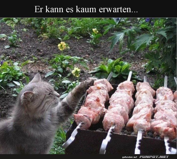 Fellnasen-Grillmeister: Vorfreude pur!