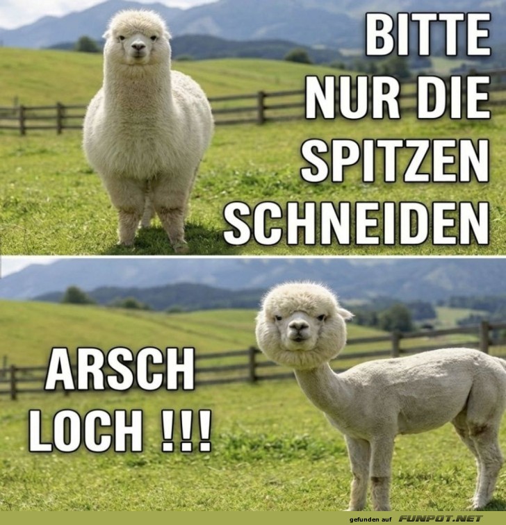 Wenn der Friseur die Anweisung missversteht