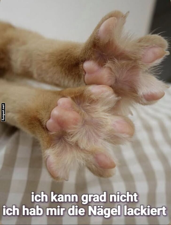 Pfoten-Upgrade: Katze lackiert N�gel!